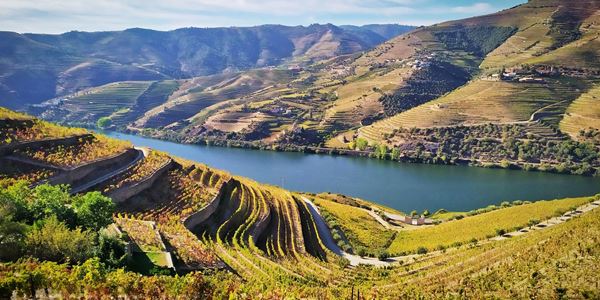 Douro Vinhateiro