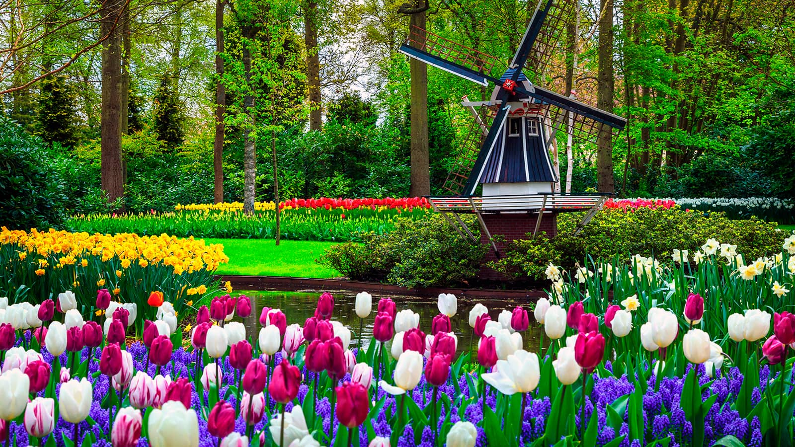 Parque-Tulipas-Holanda 