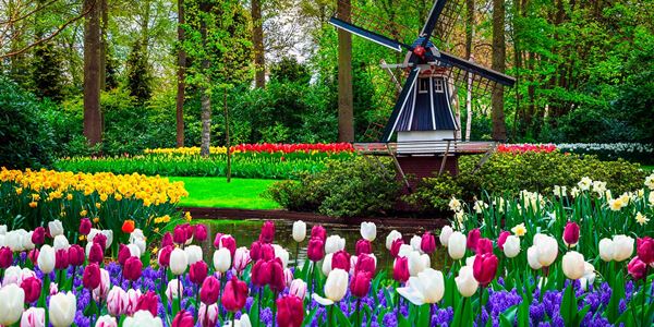 Parque-Tulipas-Holanda 